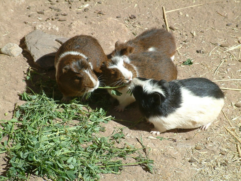 03-Local food, Guinea pigs.jpg - Local food, Guinea pigs